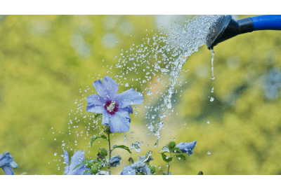 Quel système automatique pour un arrosage goutte à goutte ?